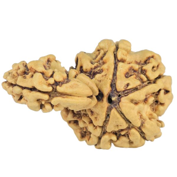 5 + 1 MK Double Sawar 27.2mm 1.89gm - Rudraksha back