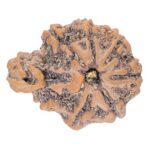 Sawar/Ganesh ( 6+1 ) 21.1mm 2.48gm - Rudraksha back