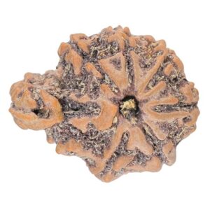Sawar/Ganesh ( 6+1 ) 21.1mm 2.48gm - Rudraksha back