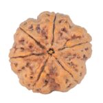 6 Mukhi Rudraksha 28.5mm 9.37gm - Rudraksha back