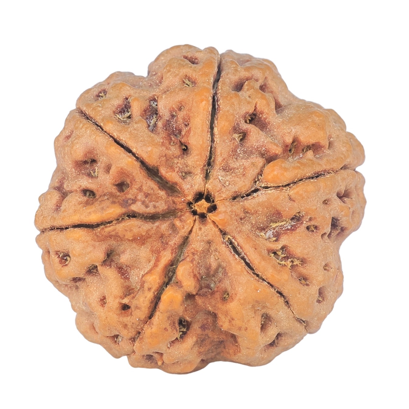 6 Mukhi Rudraksha 28.5mm 9.37gm - Rudraksha back