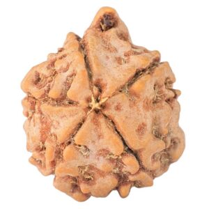 5 Mukhi Ganesh 21.3mm 3.19gm - Rudraksha back