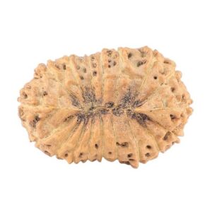 18 Mukhi Rudraksha 24mm 2.26gm - Rudraksha back