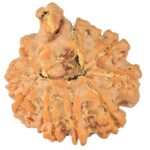 9 Mukhi Ganesh 22.4mm 3.56gm - Rudraksha back