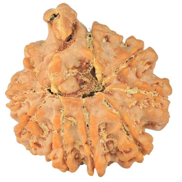 9 Mukhi Ganesh 22.4mm 3.56gm - Rudraksha back