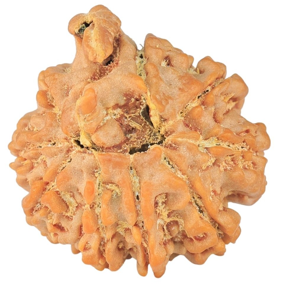 9 Mukhi Ganesh 22.4mm 3.56gm - Rudraksha back