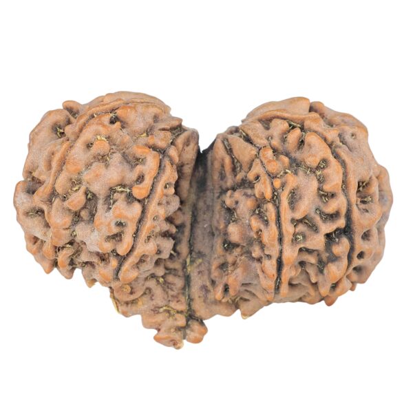 12 Mukhi Mini Trijuti 36.5mm 6.34gm - Rudraksha back