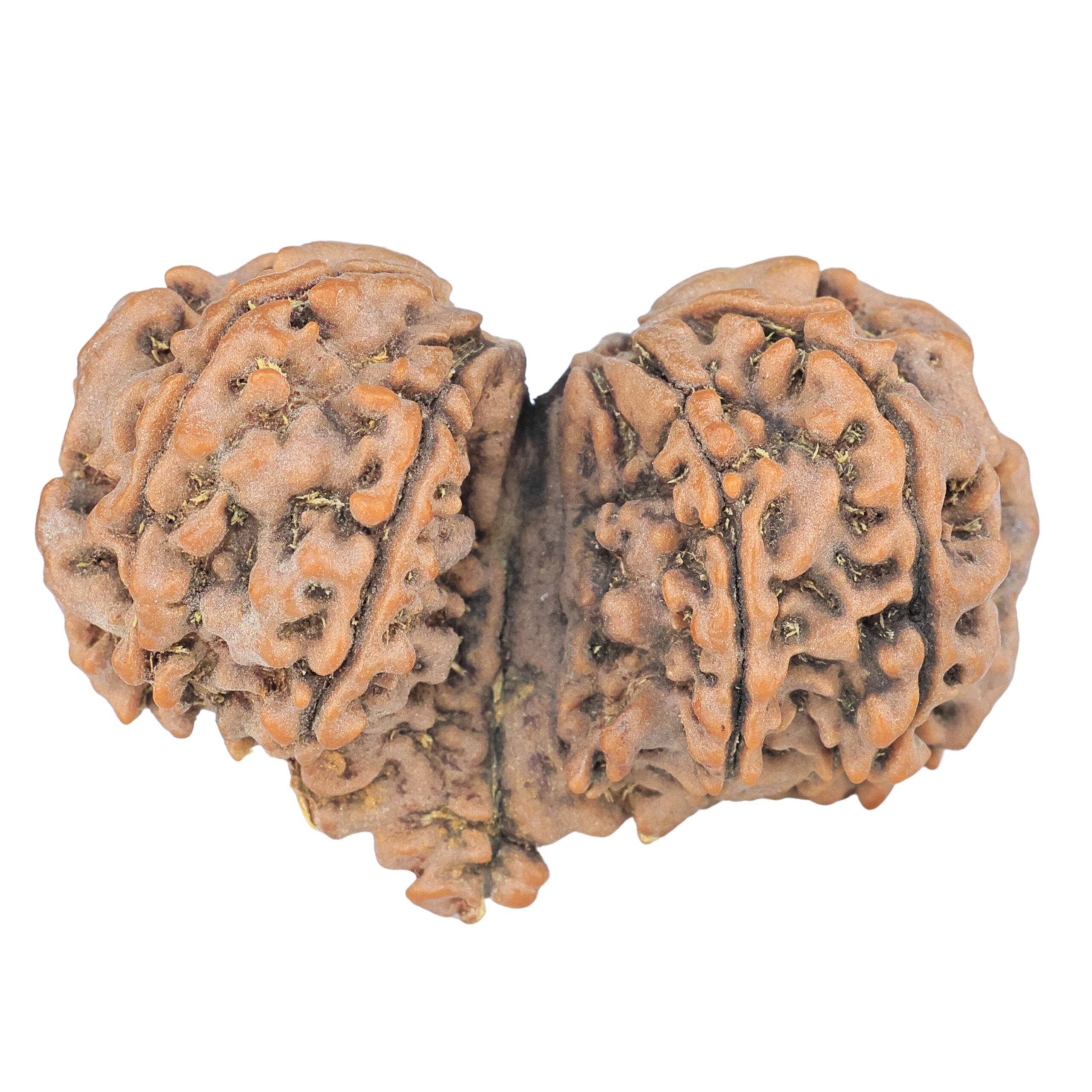 12 Mukhi Mini Trijuti 36.5mm 6.34gm - Rudraksha back