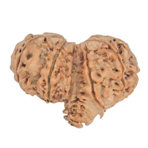 13 Mukhi Mini Trijuti 32.5mm 4.82gm - Rudraksha back