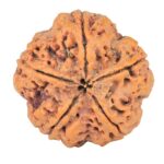 5 Mukhi Rudraksha 29.6mm 8.11gm - Rudraksha back