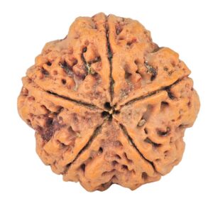 5 Mukhi Rudraksha 29.6mm 8.11gm - Rudraksha back