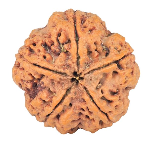 5 Mukhi Rudraksha 29.6mm 8.11gm - Rudraksha back