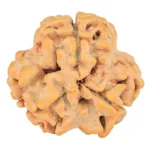 3 Mukhi Rudraksha 21.1mm 2gm - Rudraksha back