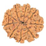 9 Mukhi Rudraksha 24.7mm 4.06gm - Rudraksha back