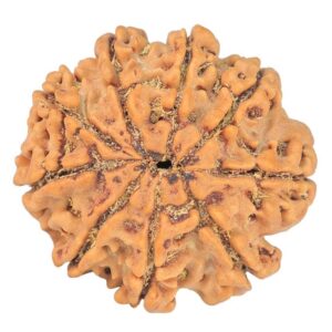 9 Mukhi Rudraksha 24.7mm 4.06gm - Rudraksha back
