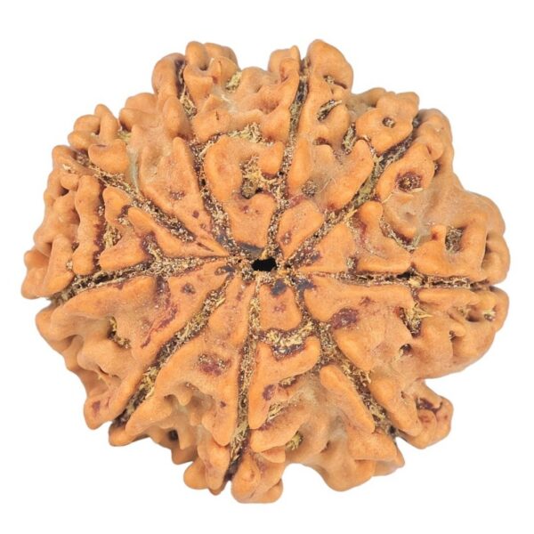 9 Mukhi Rudraksha 24.7mm 4.06gm - Rudraksha back