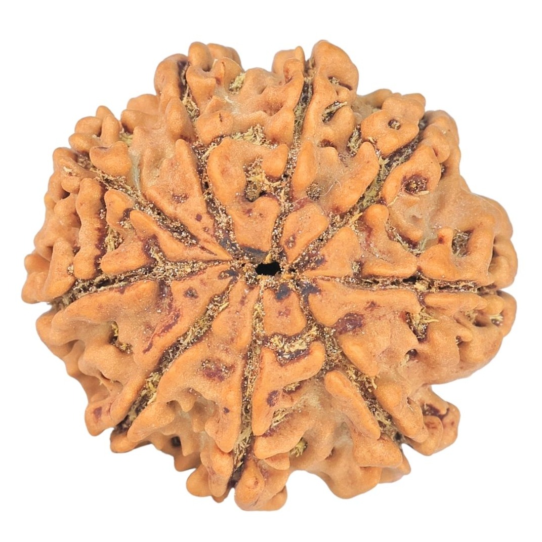 9 Mukhi Rudraksha 24.7mm 4.06gm - Rudraksha back