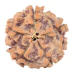 5 Mukhi Rudraksha 15.2mm 1.47gm - Rudraksha back