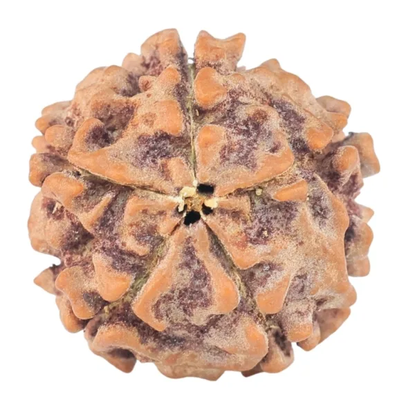 5 Mukhi Rudraksha 15.2mm 1.47gm - Rudraksha back