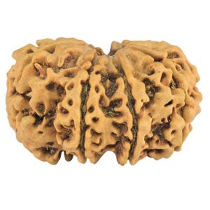 9 MK Gaurishankar 33.8mm 7.16gm - Rudraksha back