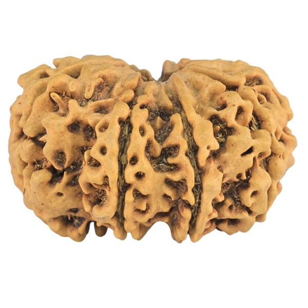 9 MK Gaurishankar 33.8mm 7.16gm - Rudraksha back