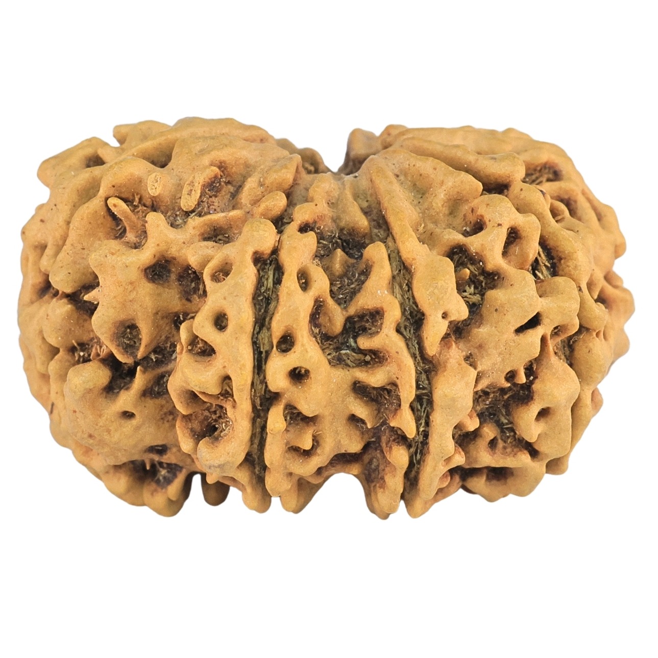 9 MK Gaurishankar 33.8mm 7.16gm - Rudraksha back