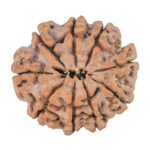 9 Mukhi Rudraksha 23.3mm 4gm - Rudraksha back