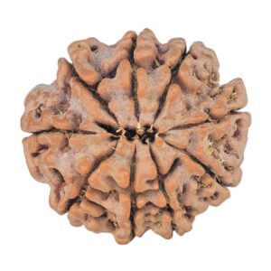 9 Mukhi Rudraksha 23.3mm 4gm - Rudraksha back