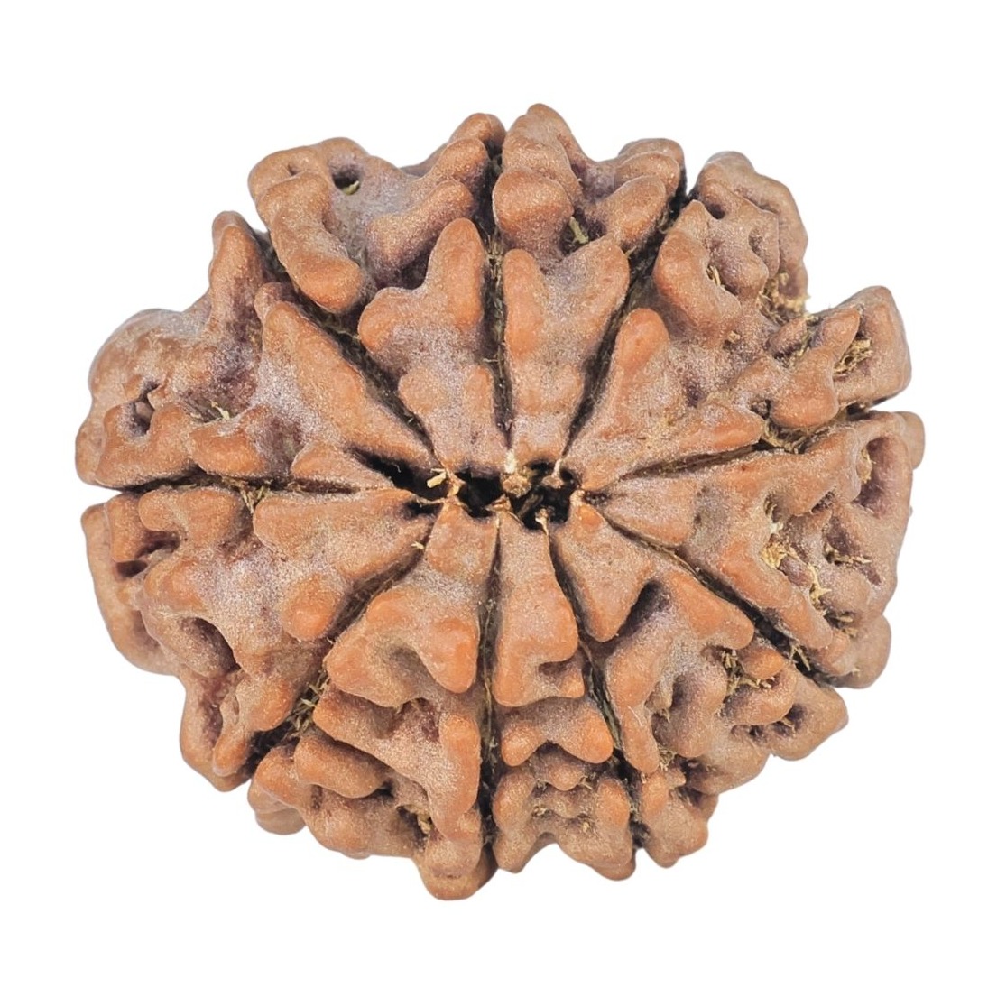 9 Mukhi Rudraksha 23.3mm 4gm - Rudraksha back