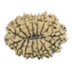 15 Mukhi Rudraksha 32mm 5.74gm - Rudraksha back