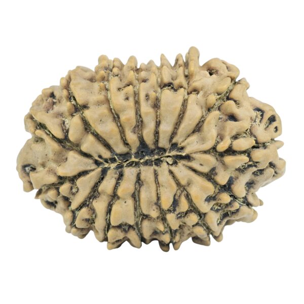 15 Mukhi Rudraksha 32mm 5.74gm - Rudraksha back