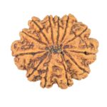 12 Mukhi Rudraksha 33mm 7.26gm - Rudraksha back