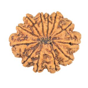 12 Mukhi Rudraksha 33mm 7.26gm - Rudraksha back