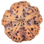 5 Mukhi Rudraksha 29.5mm 9.31gm - Rudraksha back