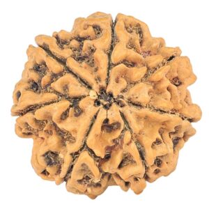7 Mukhi Rudraksha 26.8mm 5.19gm - Rudraksha back