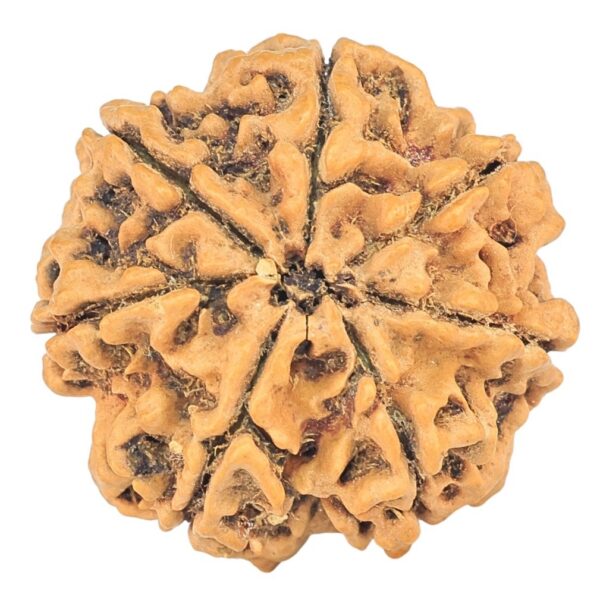 7 Mukhi Rudraksha 26.8mm 5.19gm - Rudraksha back