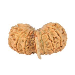 14 Mukhi G.S & Ganesh 31.7mm 4.52gm - Rudraksha back