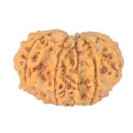 10 Mk Gaurishankar 26.5mm 4gm - Rudraksha back