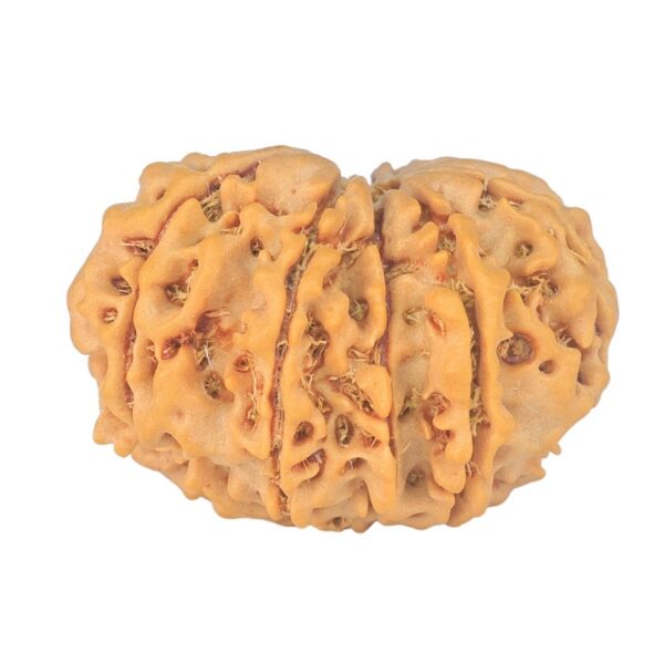 10 Mk Gaurishankar 26.5mm 4gm - Rudraksha back