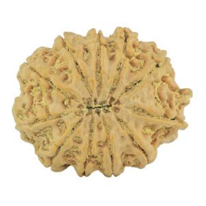 11 Mukhi Rudraksha 28mm 5.51gm - Rudraksha back