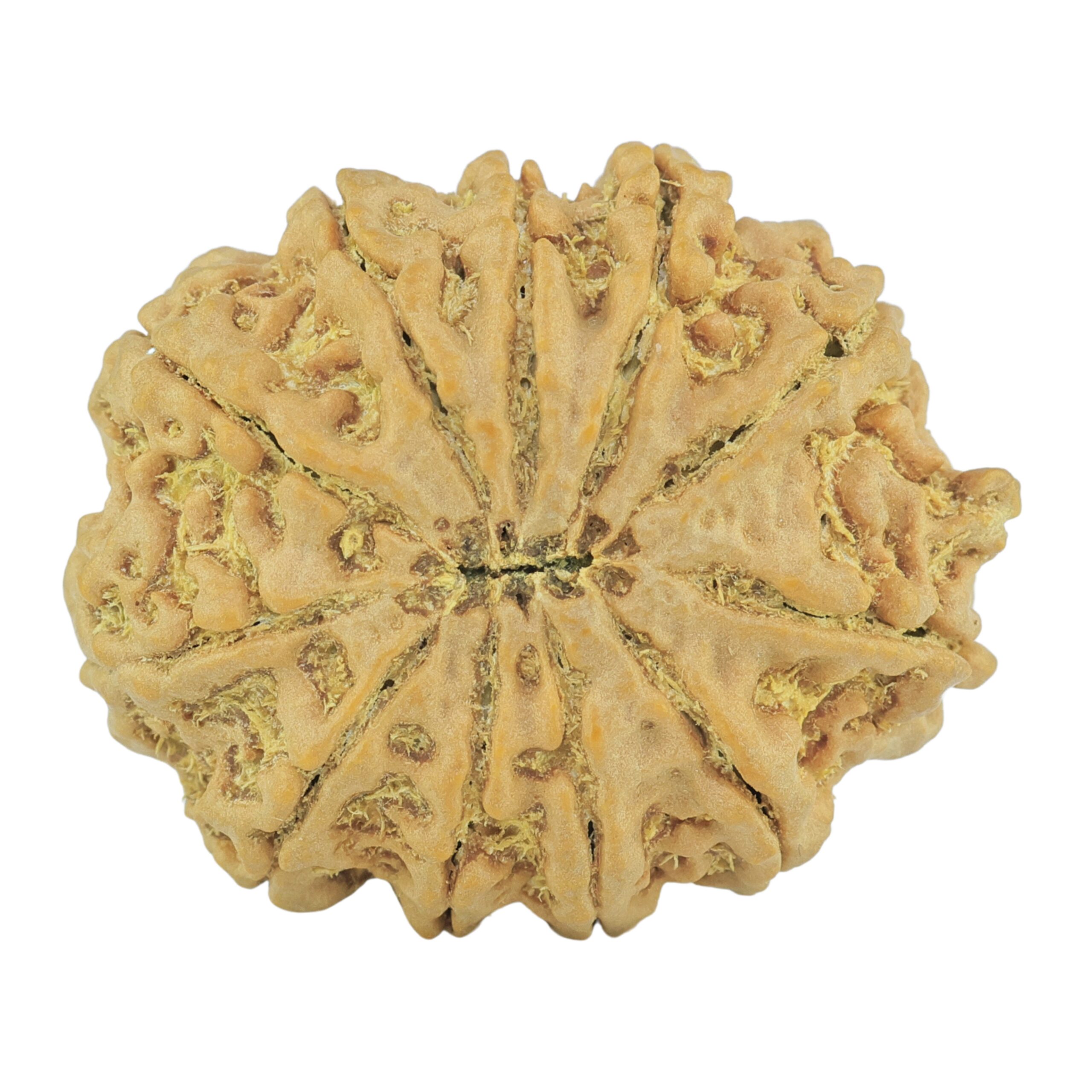 11 Mukhi Rudraksha 28mm 5.51gm - Rudraksha back