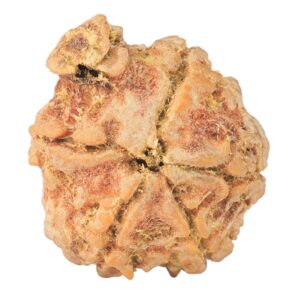 5 Mukhi Ganesh 23.2mm 3.42gm - Rudraksha back
