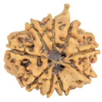 9 Mukhi Ganesh 27mm 4.06gm - Rudraksha back
