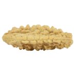 1 Mukhi Rudraksha 31.4mm 2.64gm - Rudraksha back