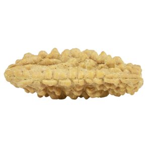 1 Mukhi Rudraksha 31.4mm 2.64gm - Rudraksha back