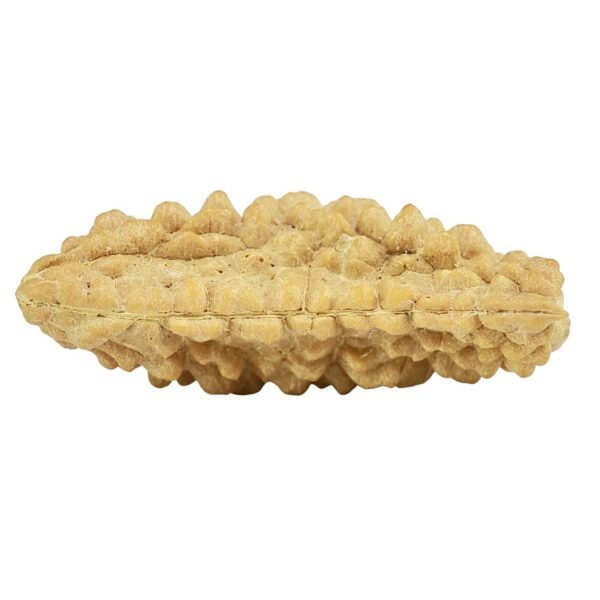1 Mukhi Rudraksha 31.4mm 2.64gm - Rudraksha back