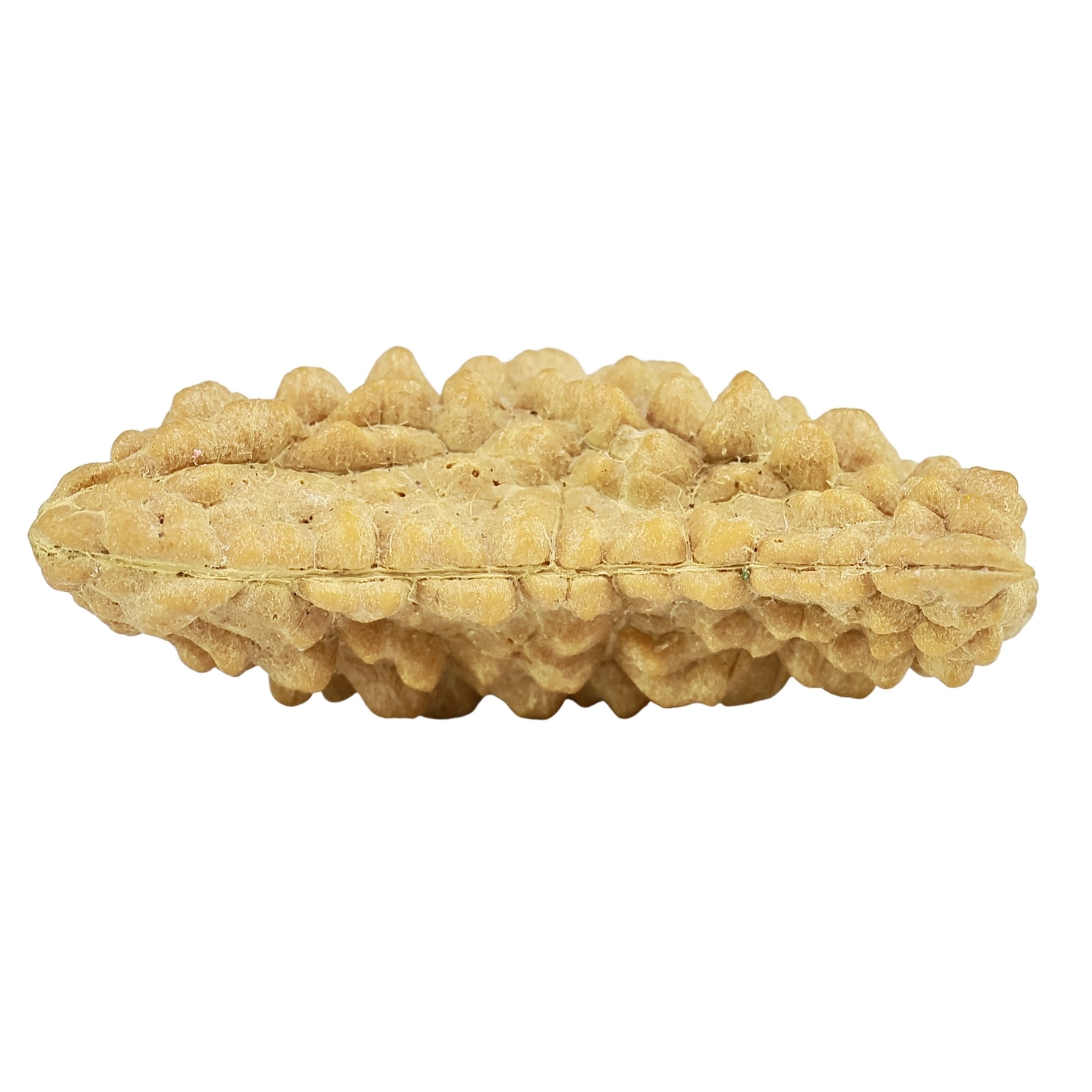 1 Mukhi Rudraksha 31.4mm 2.64gm - Rudraksha back