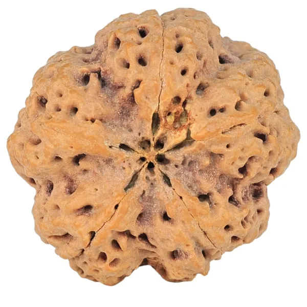 5 Mukhi Rudraksha 30mm 8.14gm - Rudraksha back