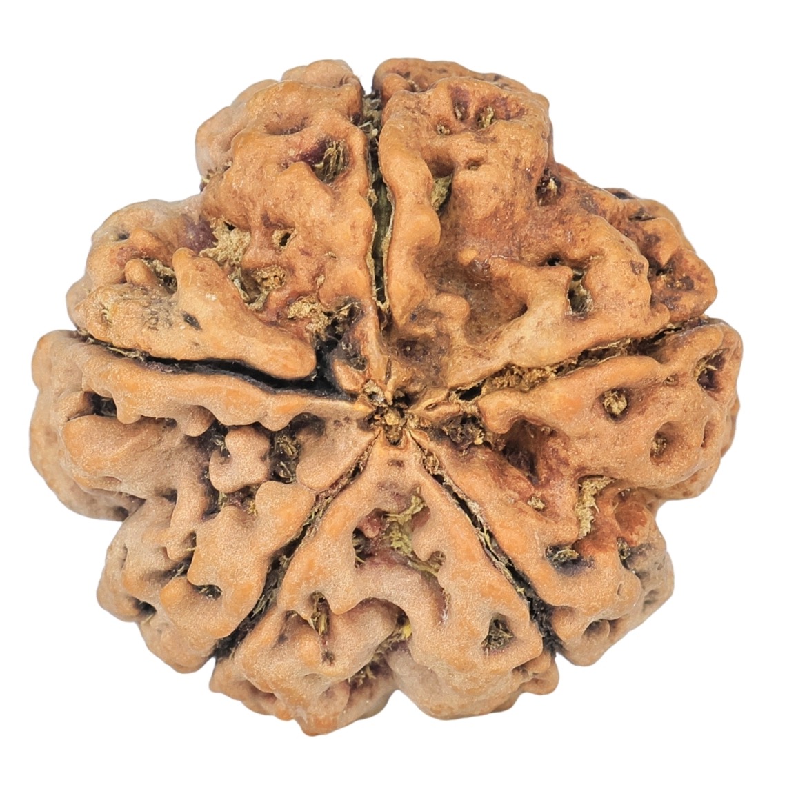 5 Mukhi Rudraksha 29.1mm 7.4gm - Rudraksha back