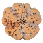 5 Mukhi Rudraksha 29.7mm 8.77gm - Rudraksha back